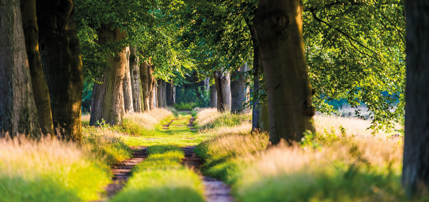 Natuurbegraven in Nederland