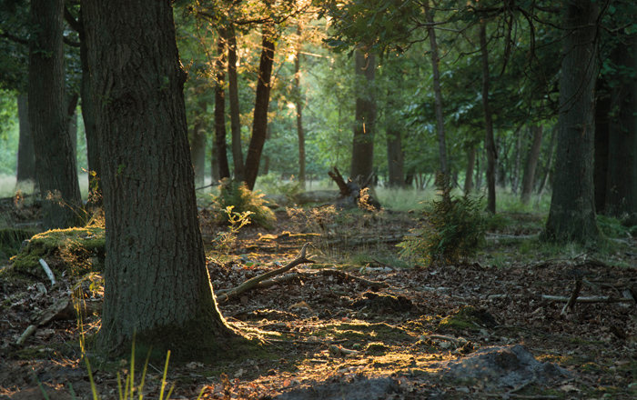 Natuurbegraafplaats Huis ter Heide