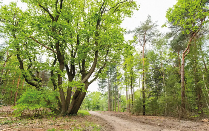 Natuurbegraafplaats Landgoed Mookerheide
