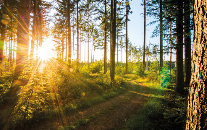 Natuurbegraafplaats Schoorsveld