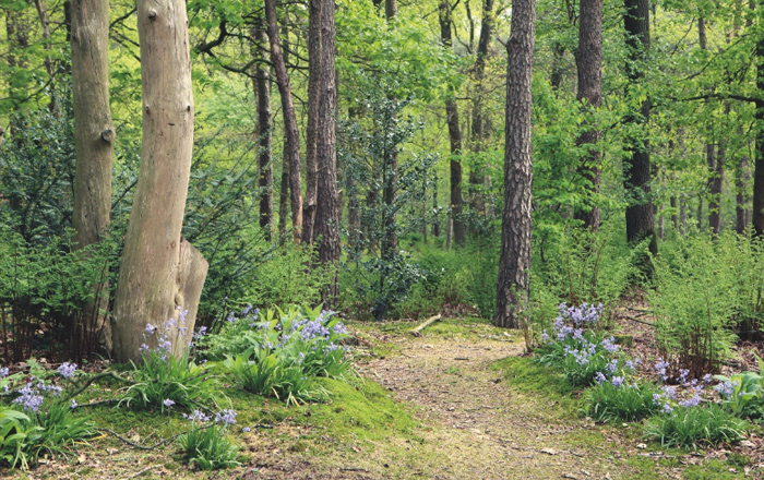Natuurbegraafplaats Weverslo