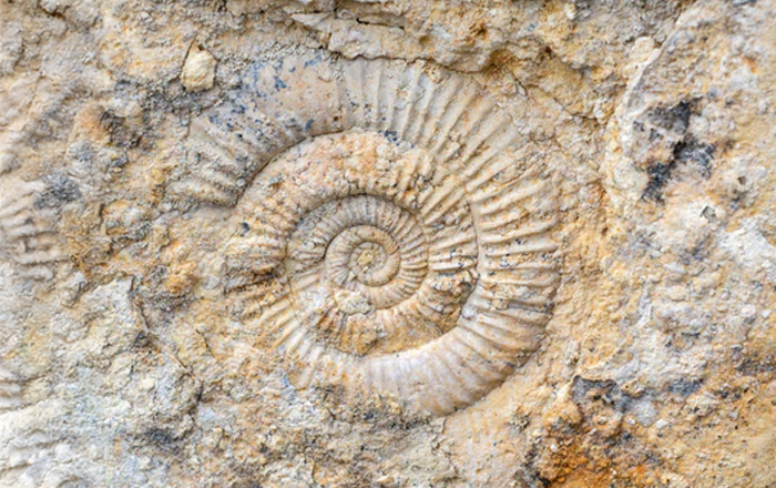 Ammoniet