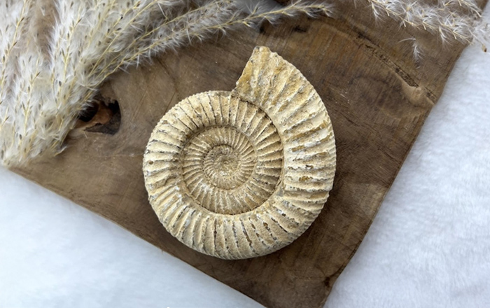 Ammoniet
