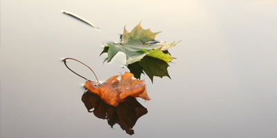 Natuurbegraven in Nederland
